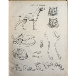 Sciences d'observation (classe de sixième - cours préparatoire aux...