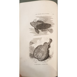 Les leçons de la nature