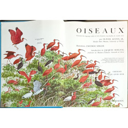 Oiseaux - panorama des 27 ordres et 155 familles du monde avien