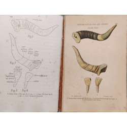 L'âge du cheval - avec 30 planches coloriées et 6 planches noires