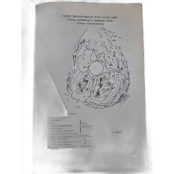 Le capillaire et sa pathologie
