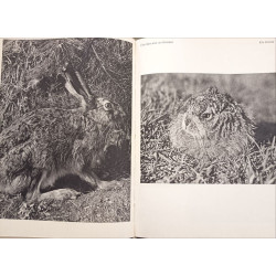 La chasse silencieuse